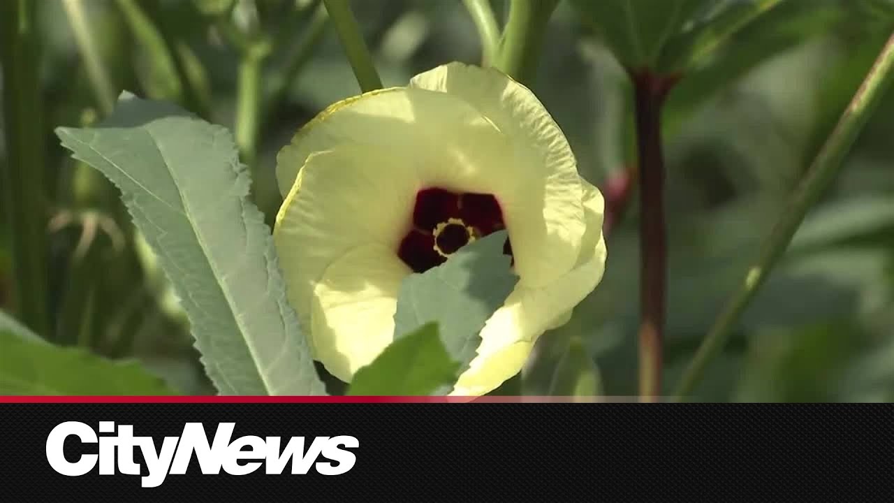 Culturally significant crops grown at Toronto university urban rooftop farm