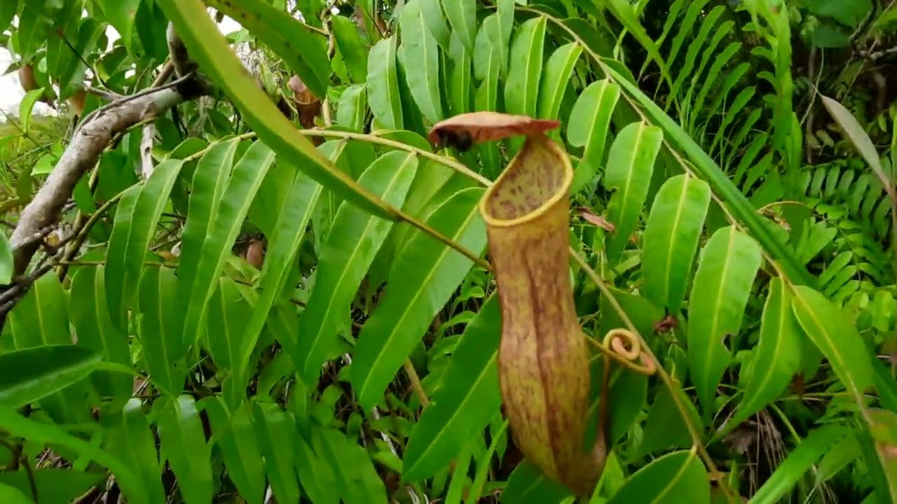 Semut Nyari Makan, Hampir Dimakan Tumbuhan Buas
