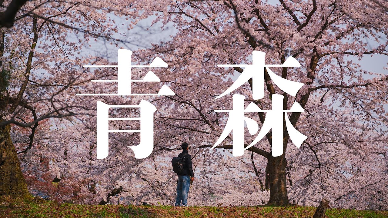 4K | 在日本青森 我走進了櫻花的世界 日本東北地區賞櫻之旅 | In Aomori, Japan I walked into the world of cherry blossoms