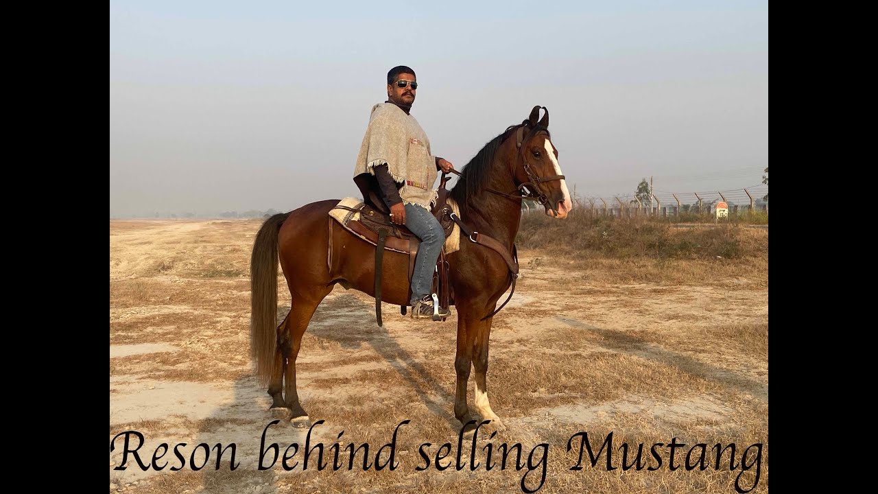 Why we sell Horse mustang