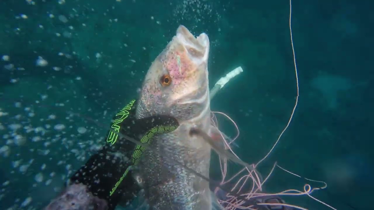 AUTUMN 2025 SPEARFISHING