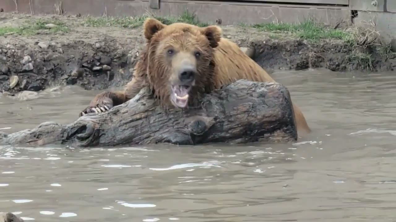 Montana Grizzly Encounter   HD 720p