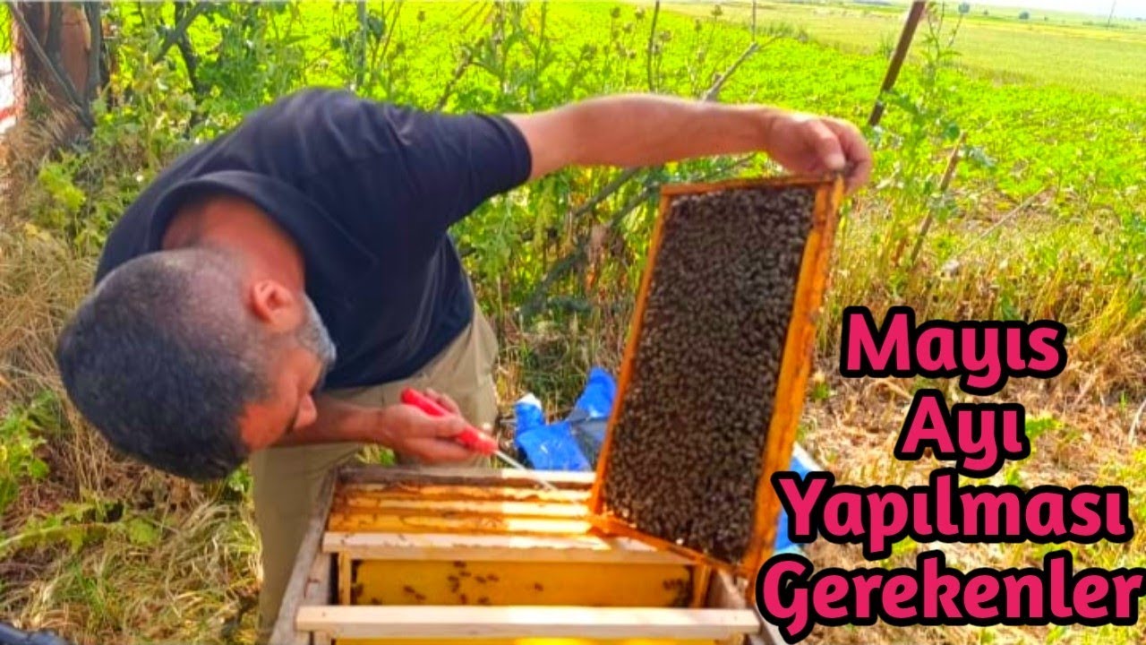 Mayıs Arılar İçin ALTIN Ay Yapılması Gerekenler detaylı anlatım ne fayda