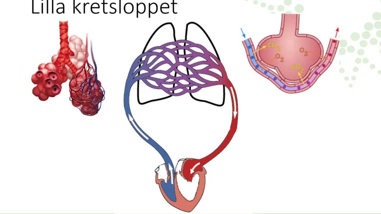 Blodomlopp och lymfsystem