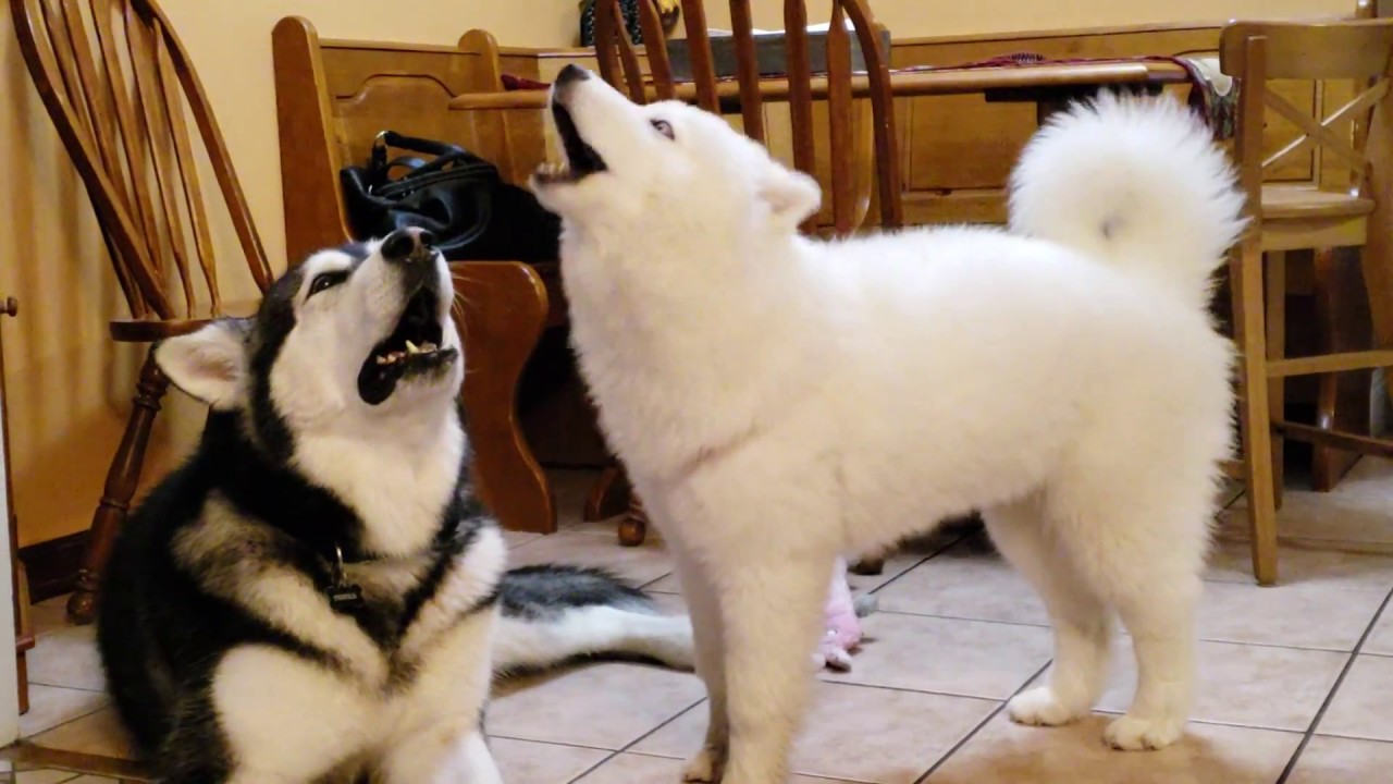 Husky Puppy & Malamute Howling ❣