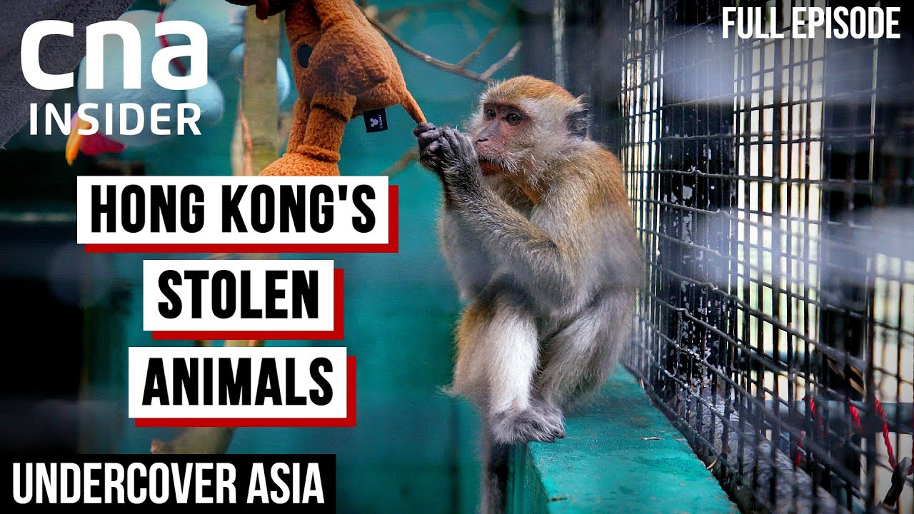 Hong Kong's Deadly Underground Animal Trade | Undercover Asia | CNA Documentary