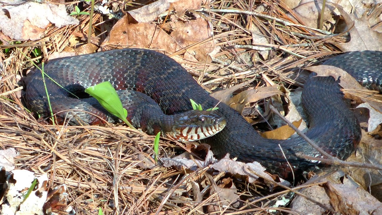 Fairy Shrimp, Caddisfly Larvae, Watersnake, & Others at a Vernal Pool