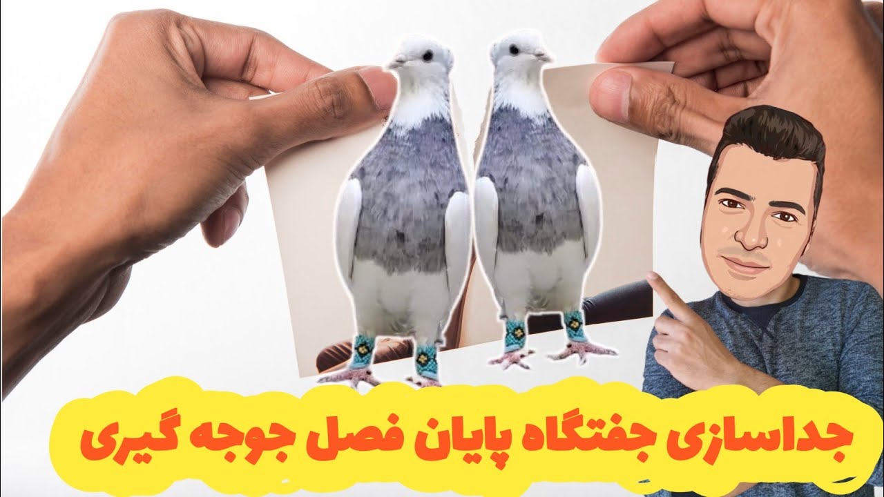 روش جداسازی جوجه کشی کبوتران پایان فصل جوجه کشی