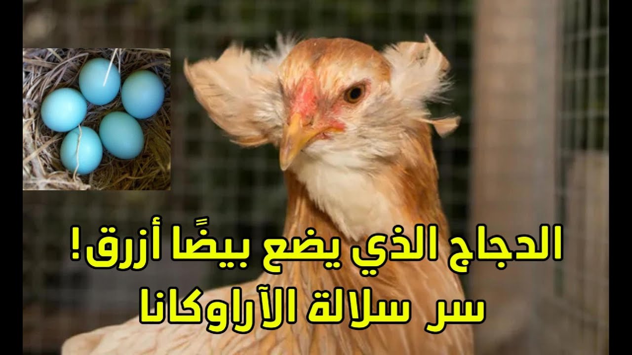 لن تصدّق… دجاجة ببيض أزرق طبيعي