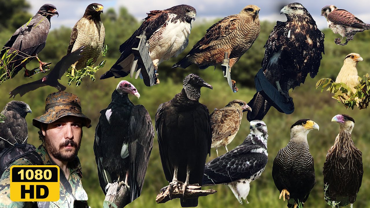 AVES RAPACES DEL LITORAL ARGENTINO | DATOS E INFO | PARTE 1