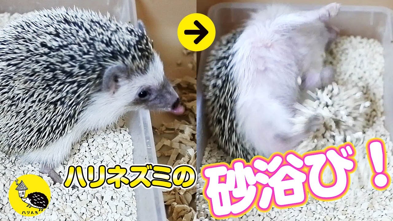 ハリネズミの砂浴び！砂場の効用解説から市販品テストまで！