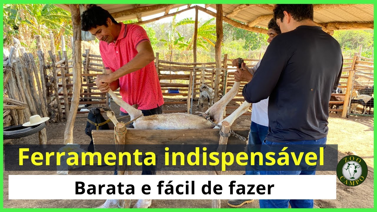 Aprenda a fazer mesa de contenção para casquear ovinos.