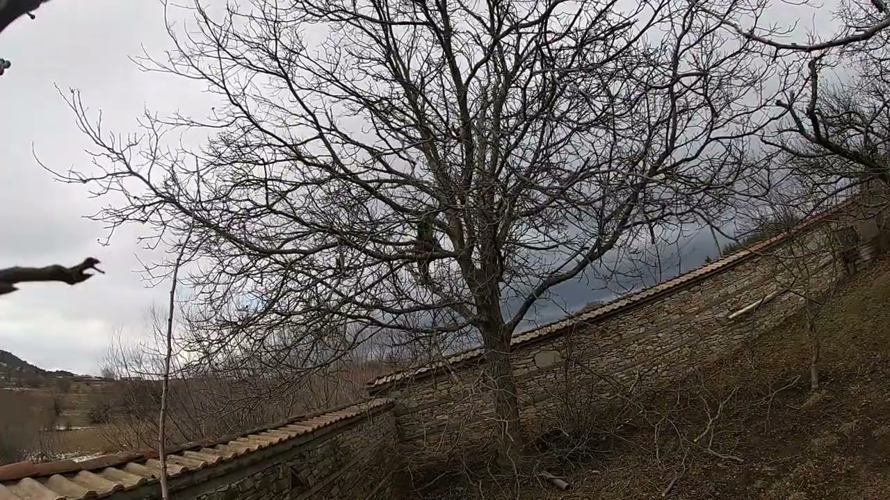 WALNUT TREE PRUNING