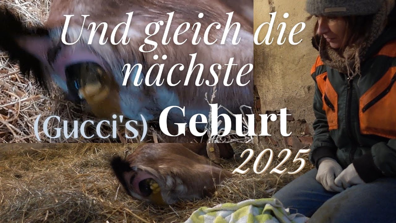 Sie tut es wirklich :O Gucci's Geburt Ziegengeburt 2025