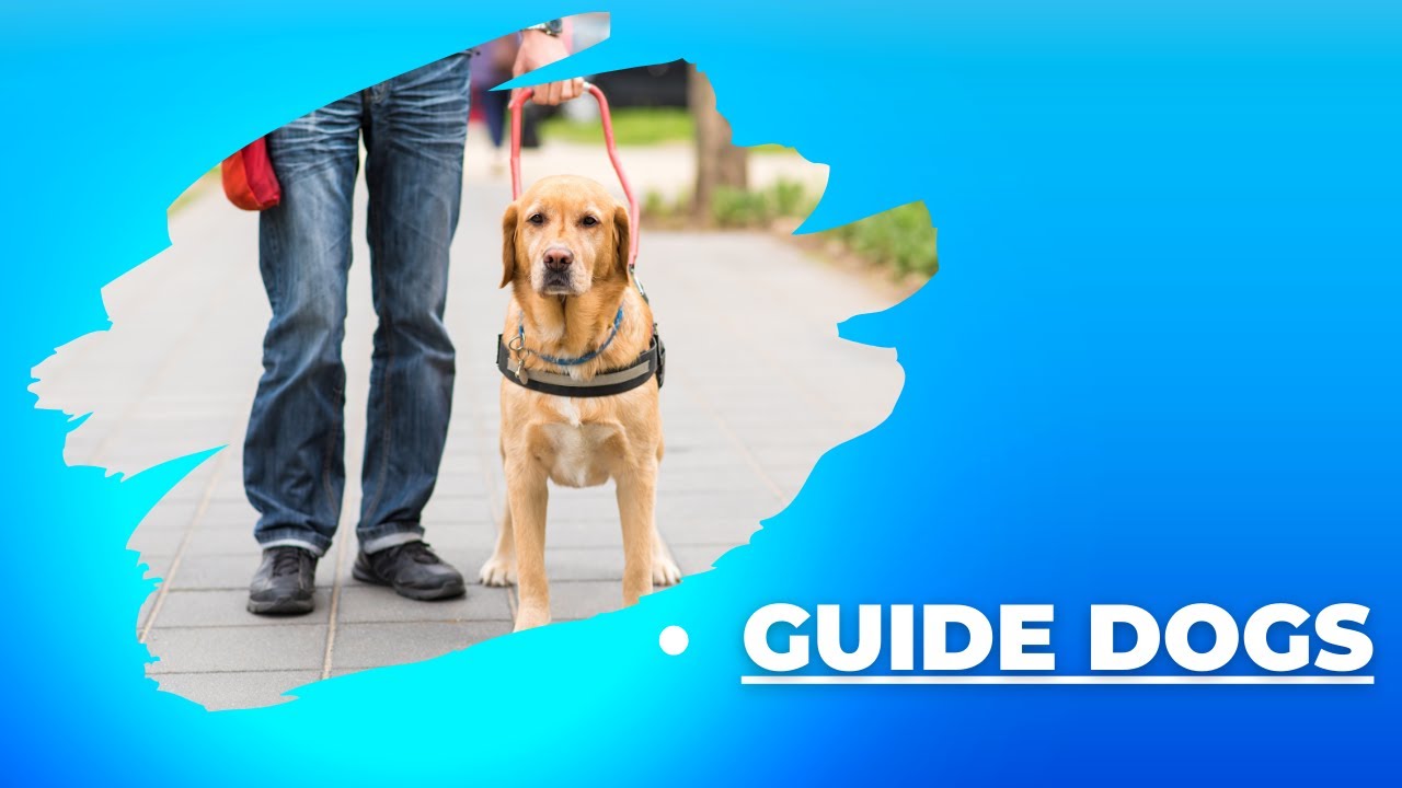What do Guide Dogs do??? #guidedog  Dogs #pettalk #assistantdog #serviceanimals #servicedogs