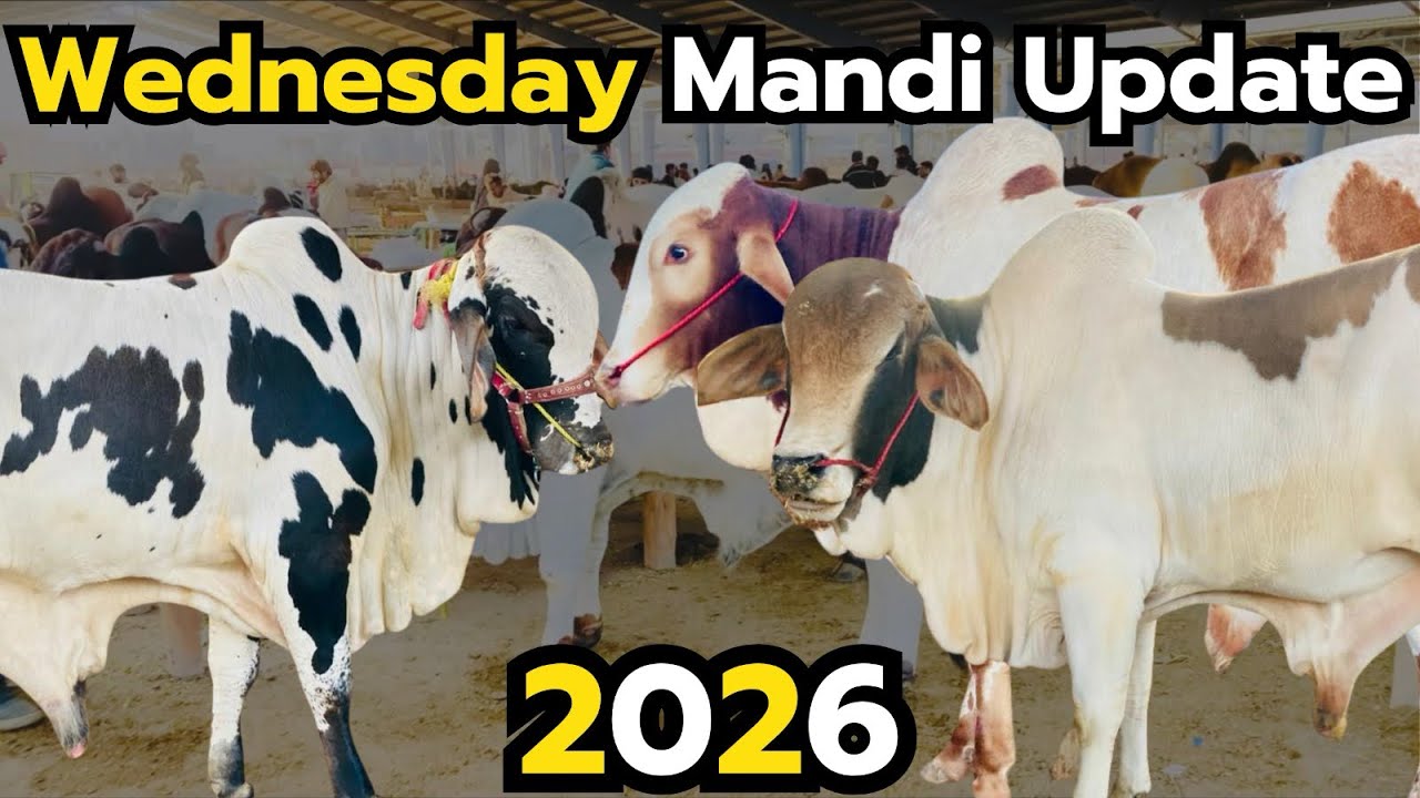 📌 Title:Wednesday Mandi Update 🐄 | Gaye Ke Aaj Ke Rates | Mandi Ke Taza Rates