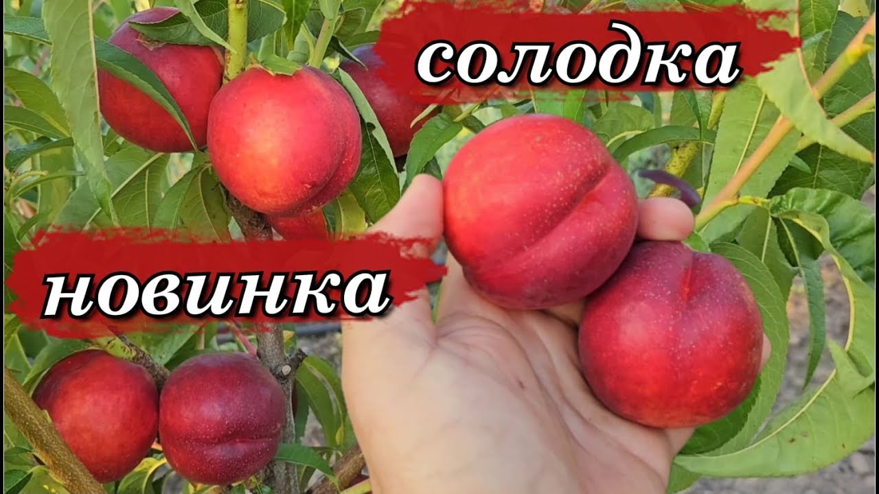 Нектарин Екстрім Ред.Солодка серія нектаринів.