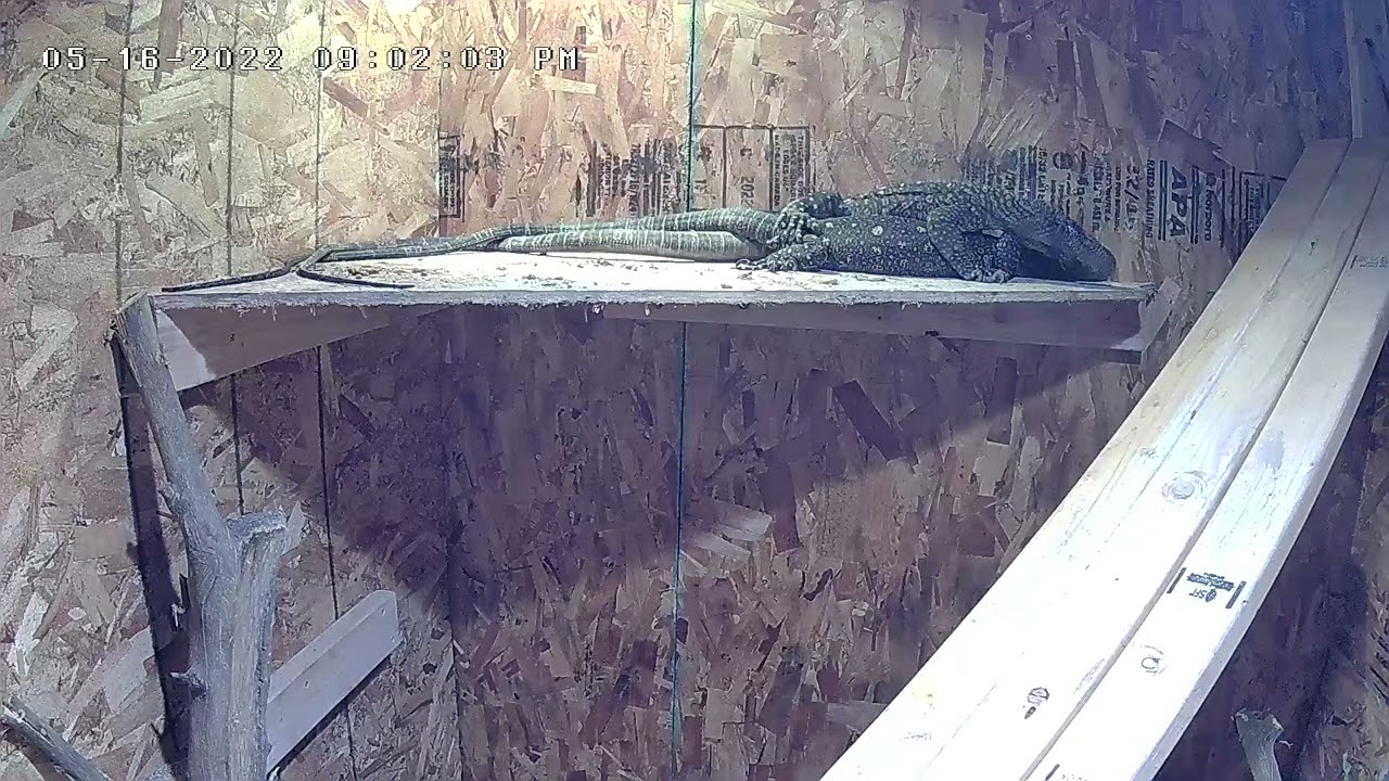 Breeding my crocodile monitors confirm locks #MonitorsBreeding #ComodoDragons #CrocMonitors #FYP ￼