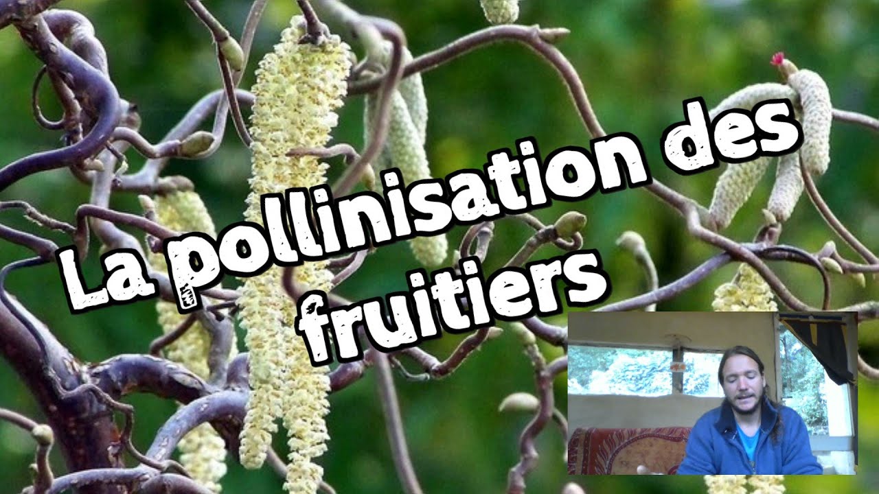 Arbres fruitiers : Pollinisation et Fructification
