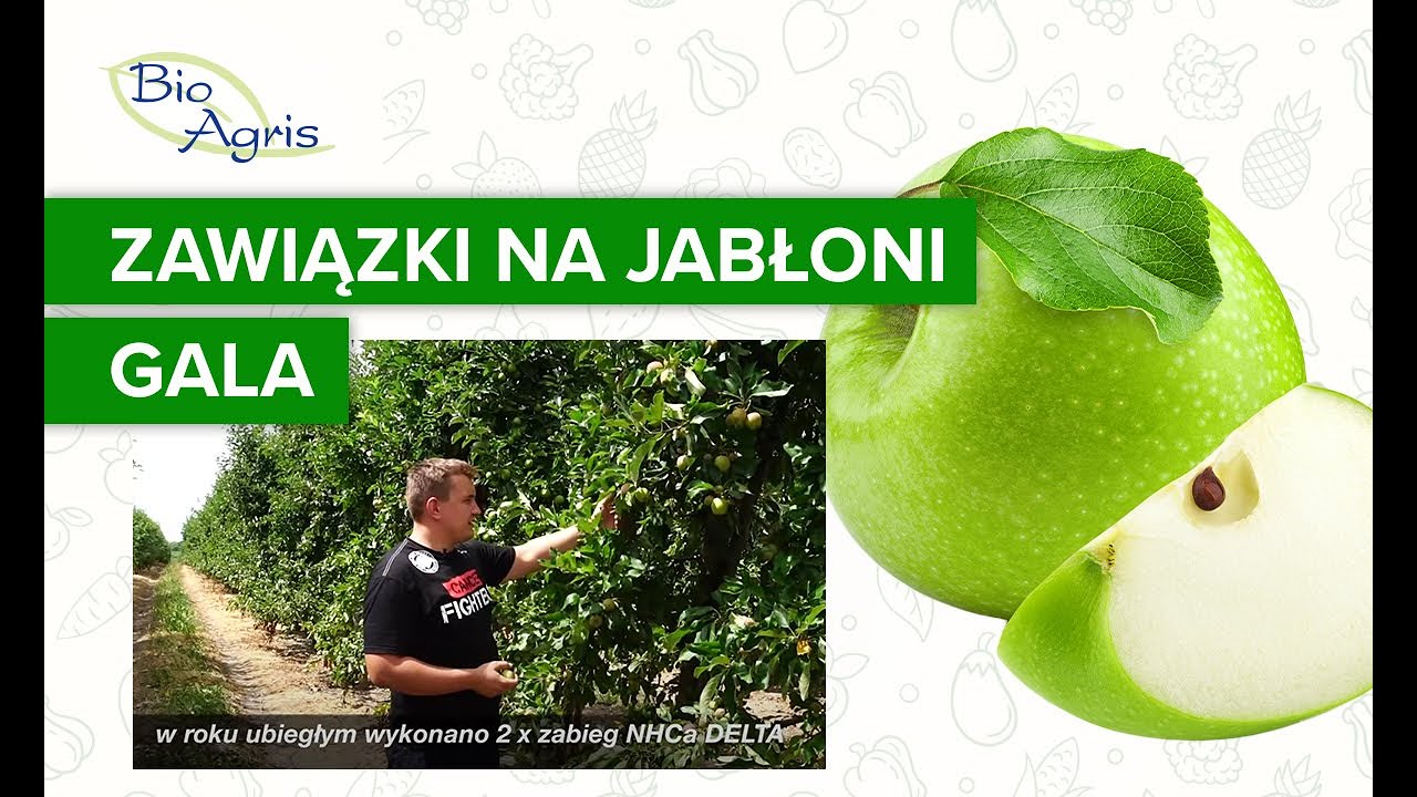 Wpływ NHCa DELTA na wzrost zawiązk&oacute;w w sezonie następczym - Gala
