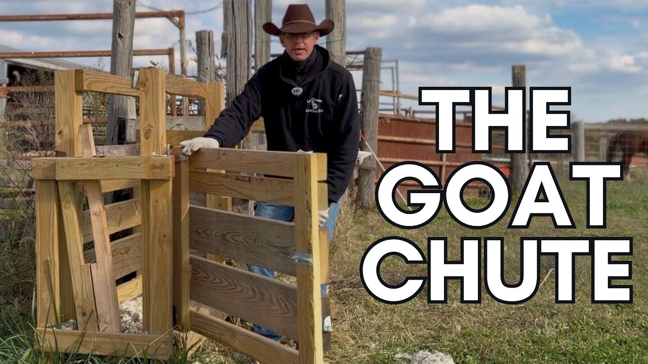 My Custom Homemade Goat Chute: Incredible Setup for Efficiently Working the Goats
