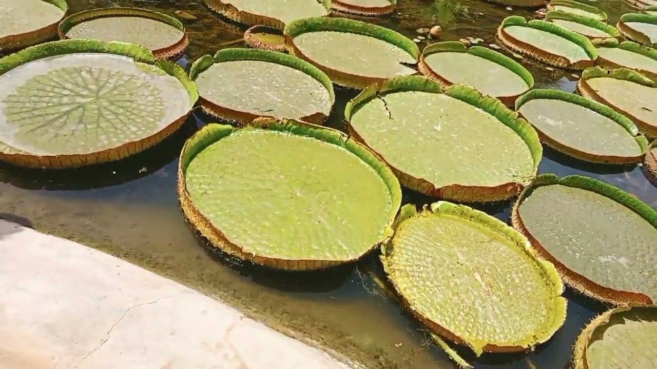 يوم معي في مدينة أكادير/فين مشيت/رحلة تليفريك سوق الحد👌(إنزكان) رحلة ممتعة👍