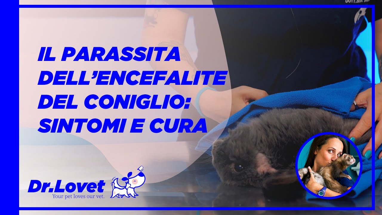 Encefalite nei Conigli: Cause, Sintomi e Cura