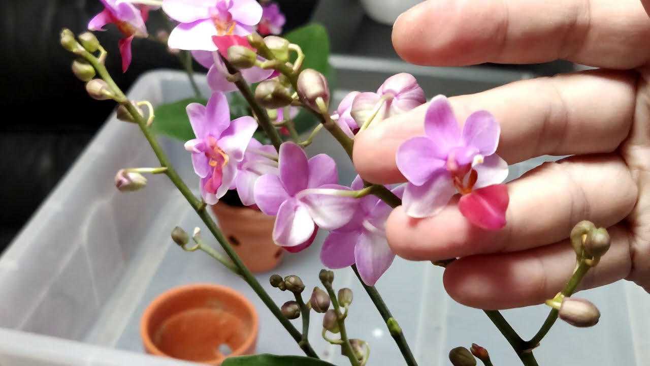 蝴蝶蘭換盆日子|嘗試椰子壳植料|多花超好看的一棵蘭花【Vinson Garden 講花經】