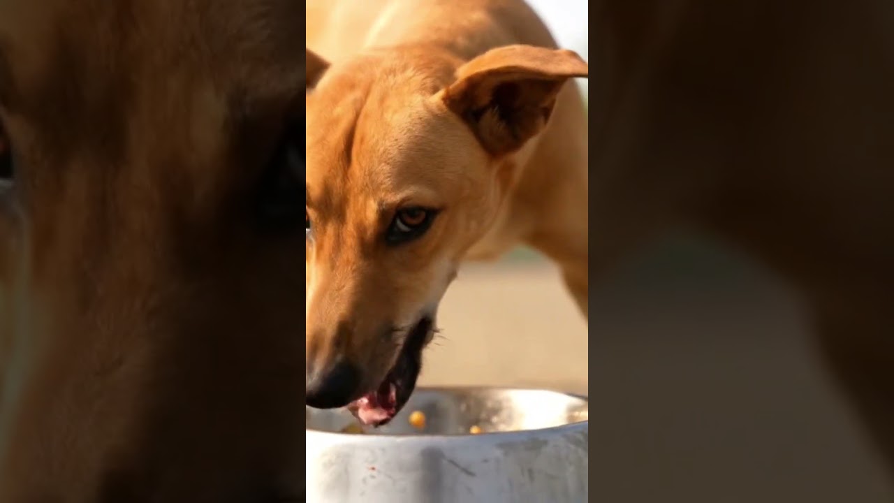 #straydogs #desikutta