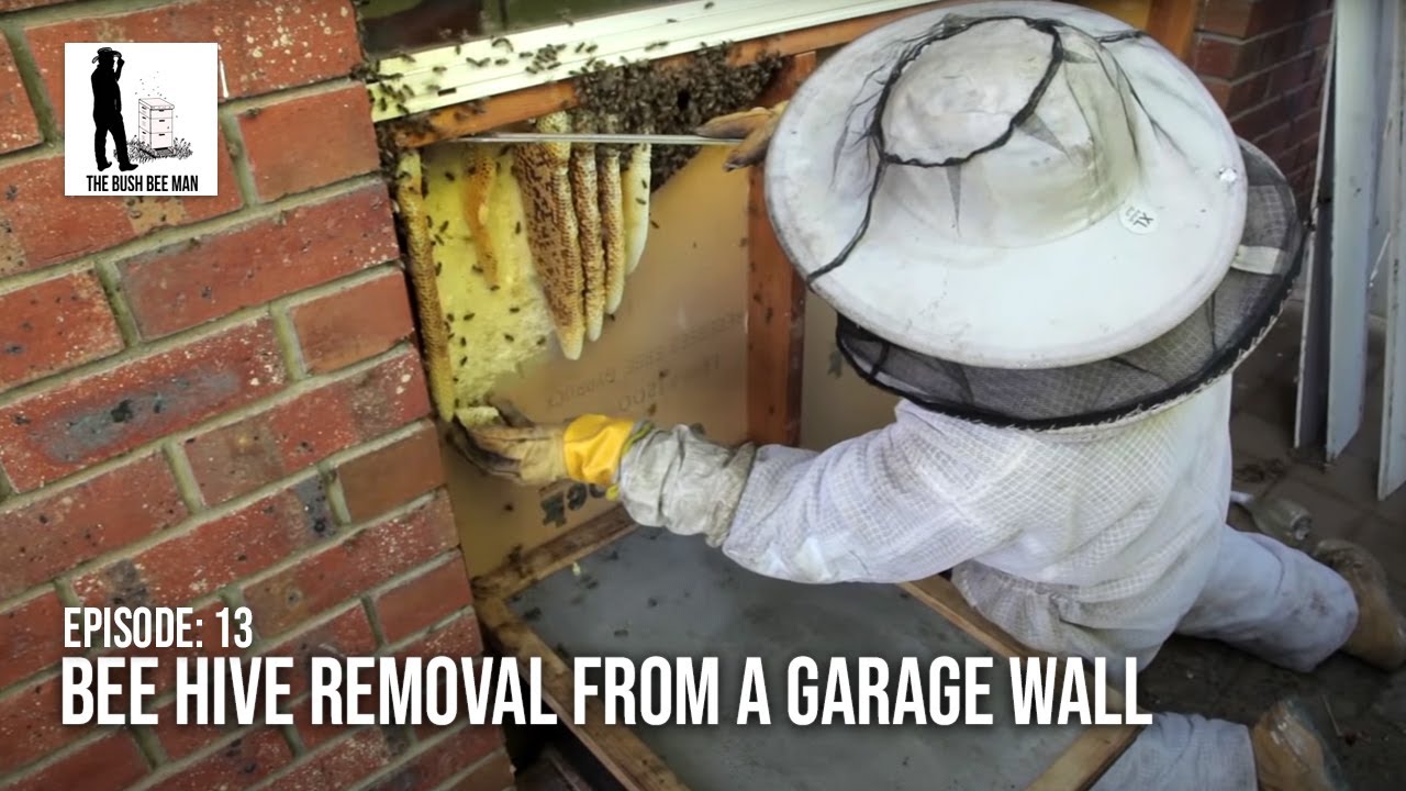 Удаление пчелиного улья со стены гаража — The Bush Bee Man