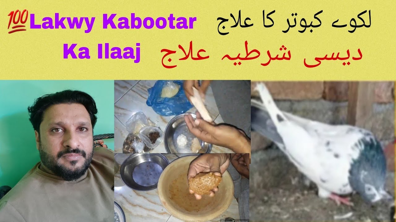 💯Lakwa jolay ka dasi ilag کبوتر کے لکوے جھولے کا دیسی علاج