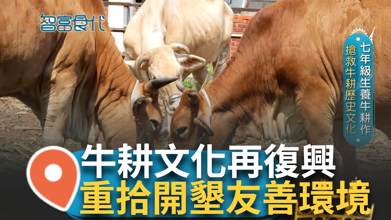 七年級生養牛耕作 搶救牛耕歷史文化! 牛耕文化復興巷下札根走進校園 學生與牛互動體驗教學 曬乾牛糞便薰香成文創商品 ｜【智富食代】20240701｜三立iNEWS
