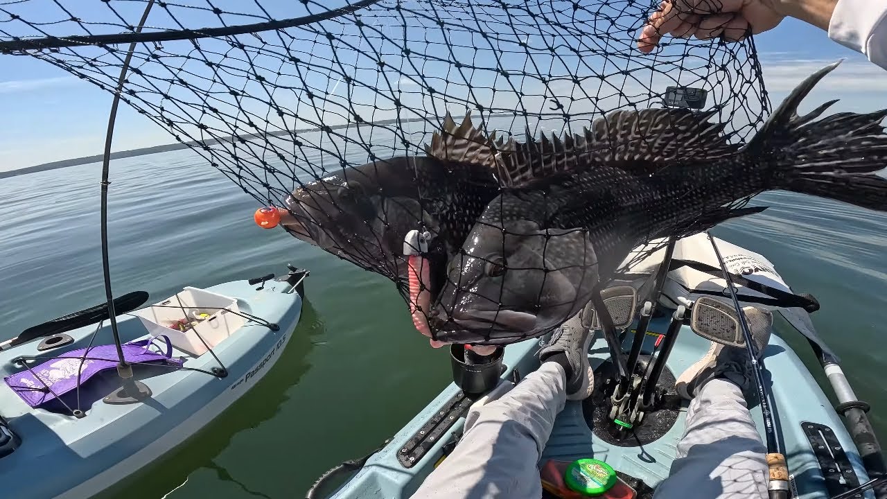 Seabass Fishing in the Long Island sound with my dad (from kayaks)