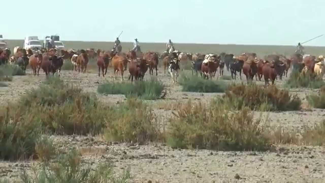 RECOGIDA DE GANADO PARA EL SANEAMIENTO EN LA MARISMA DE HINOJOS