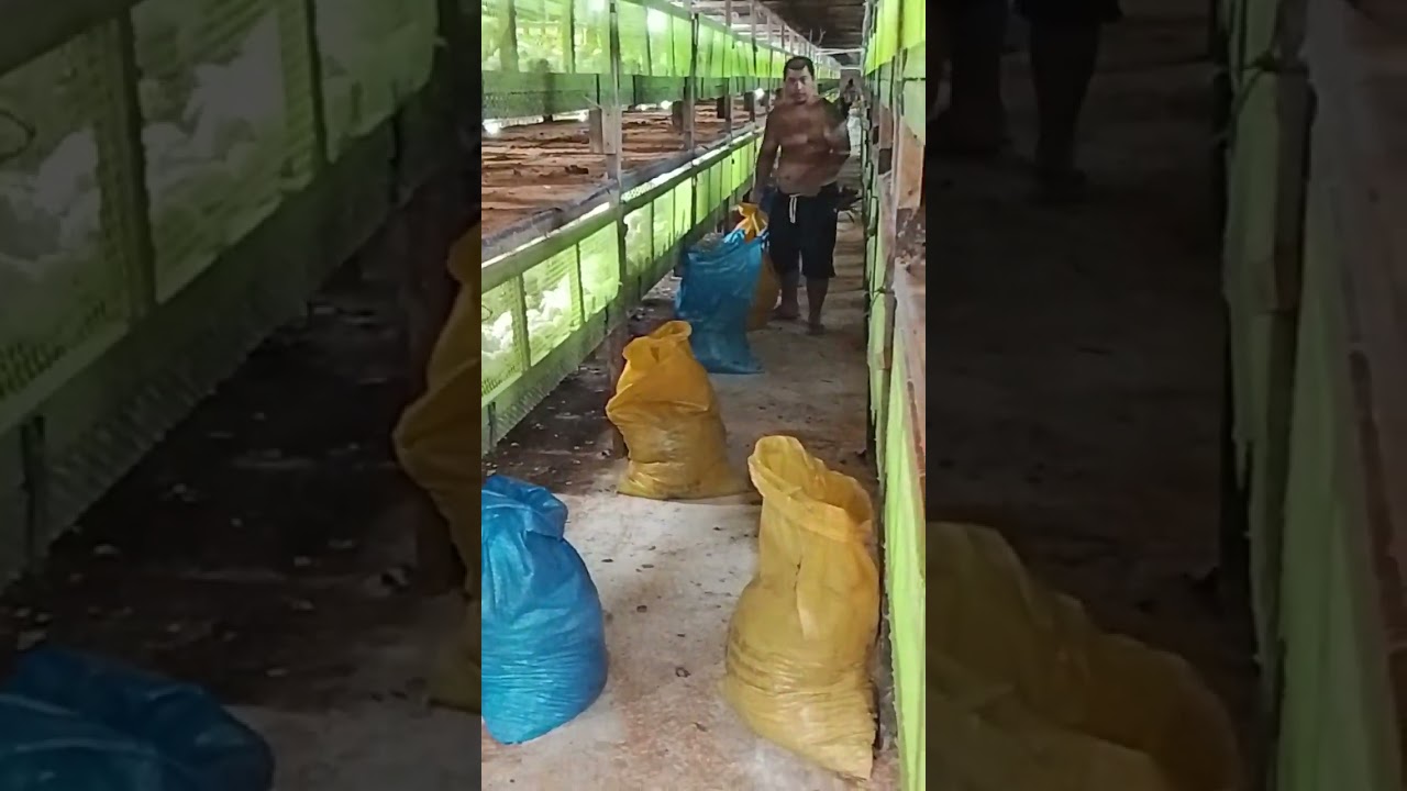 Aktifitas ABK kandang ayam koloni