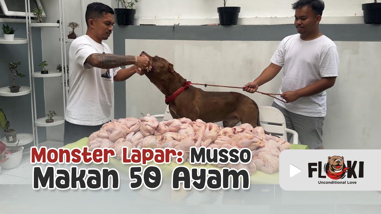MUSSO MUKBANG 50 EKOR AYAM ‼️ 