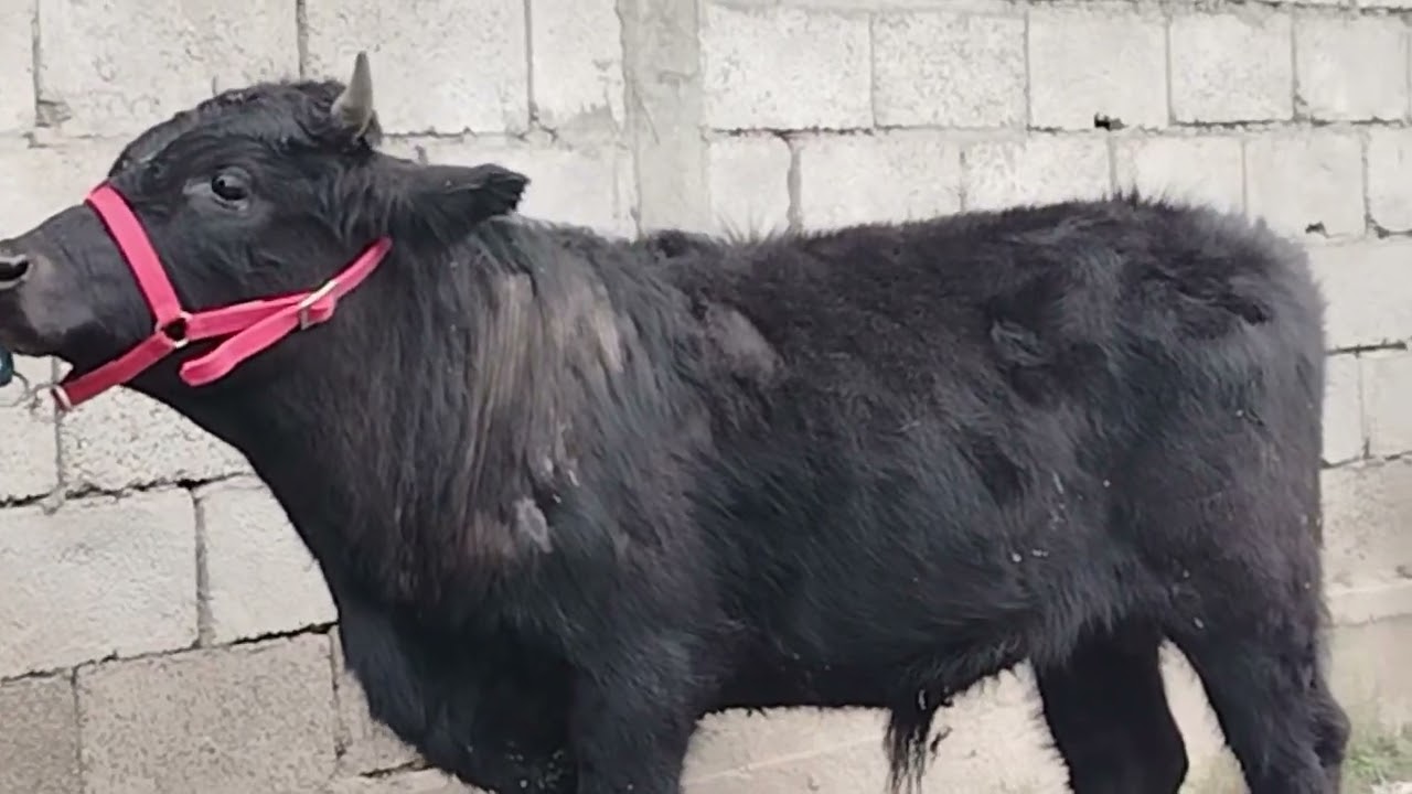 Срочна Акция бахри подписчико дусар букача элита номеро 935011119 