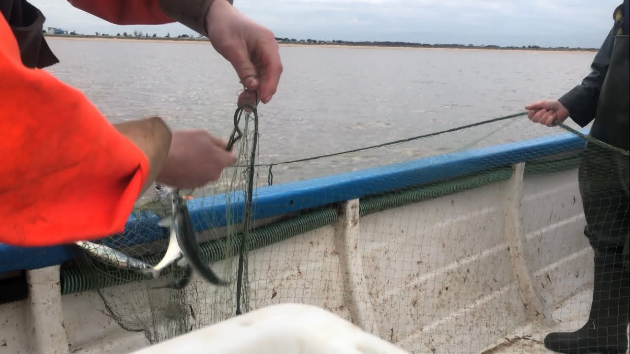 Beach boat sea fishing. Nice lot of fish. Best trip of the year. Norfolk UK. Pike & sea bait