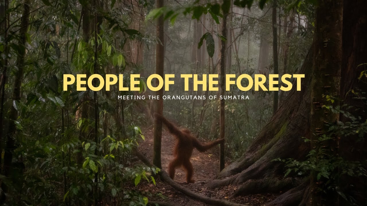 AMAZING ORANGUTAN ENCOUNTERS | Trekking and Photography in Sumatra