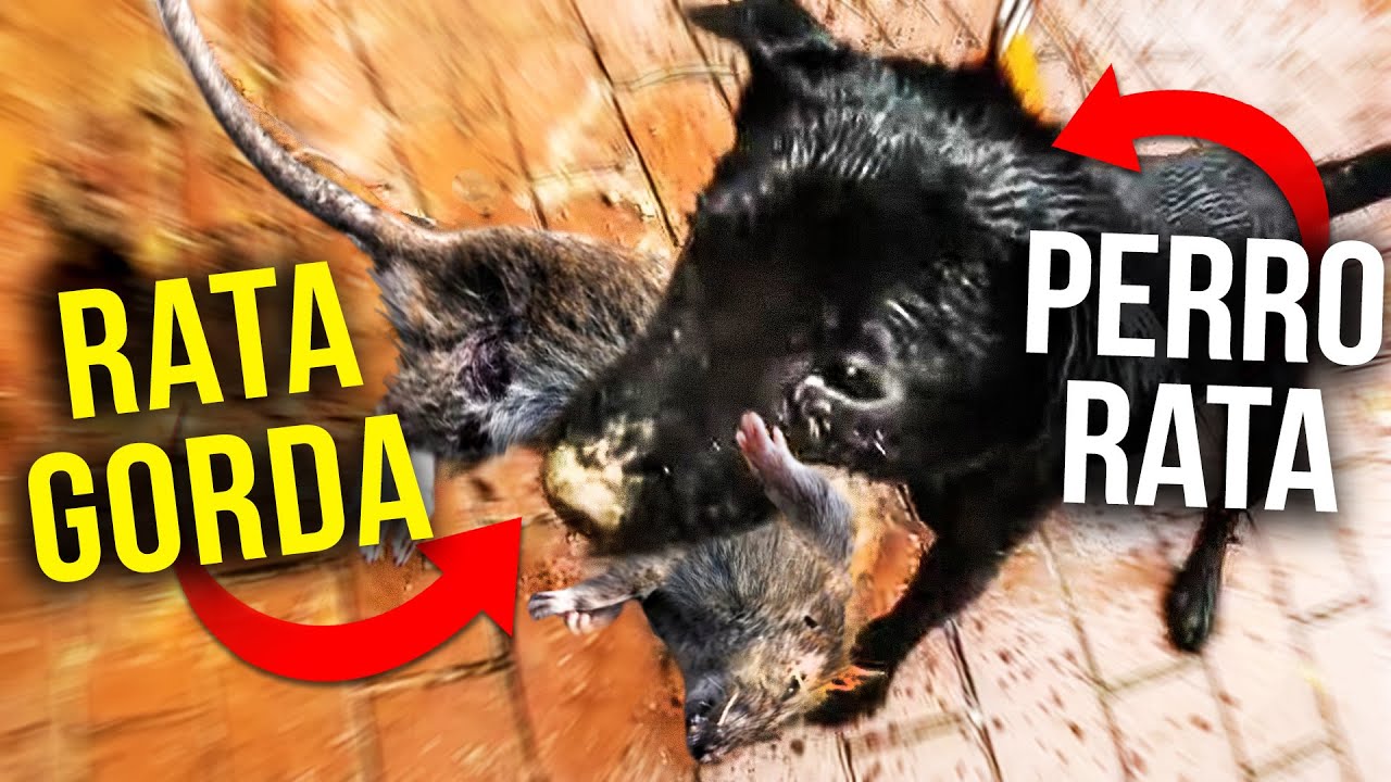 DESTRUYENDO ratas gordas en Washington DC