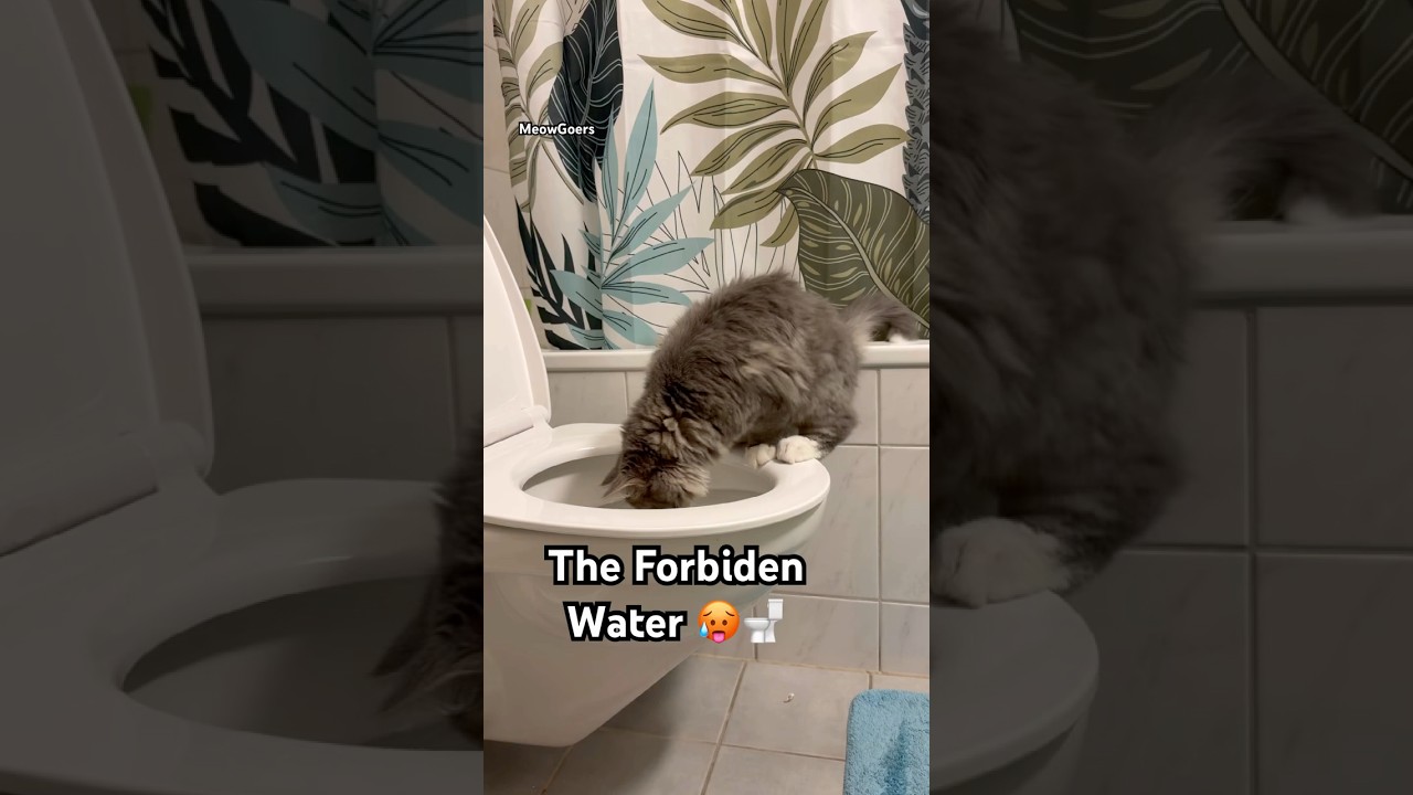 When Hydrations Strikes 😹 #cat #funnyvideo #funnycats