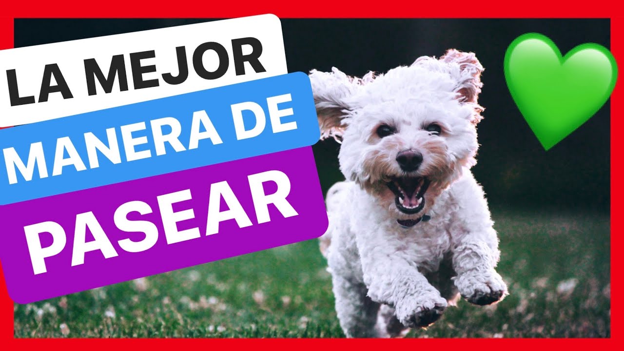 C&oacute;mo SACAR a PASEAR a tu PERRO 🤔 ► El MEJOR PASEO 🟢[100% EFECTIVO]