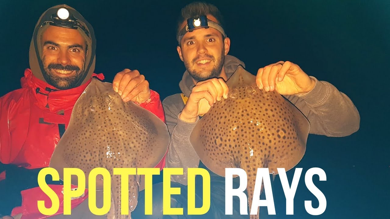 Fishing Brothers - Catching Spotted Rays In South Wales