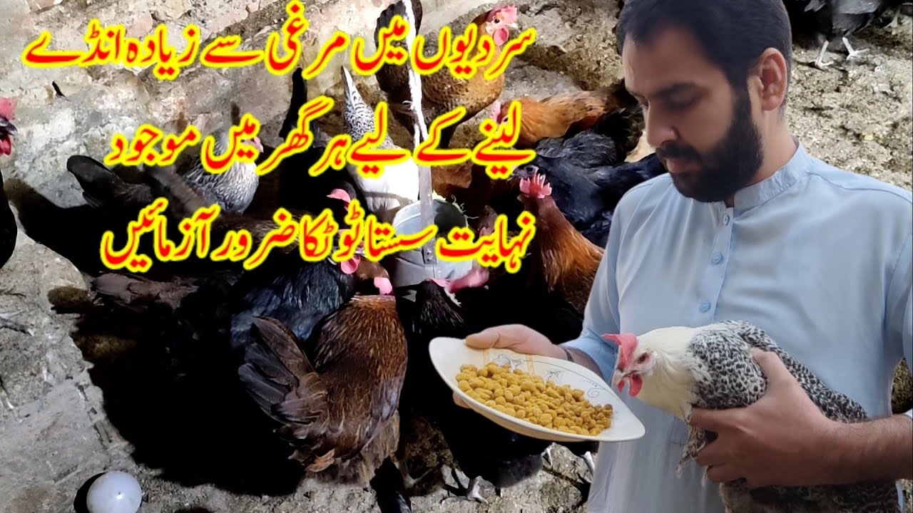 Murgi Anda Na De To Kya Karen? | How to Enhance Hens Eggs Production