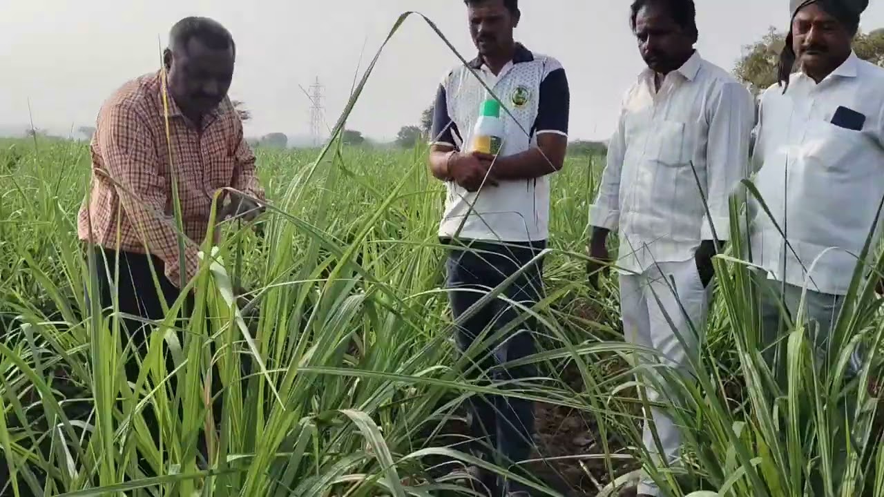 RPS 76 sugarcane results Karnataka More content 9741427730