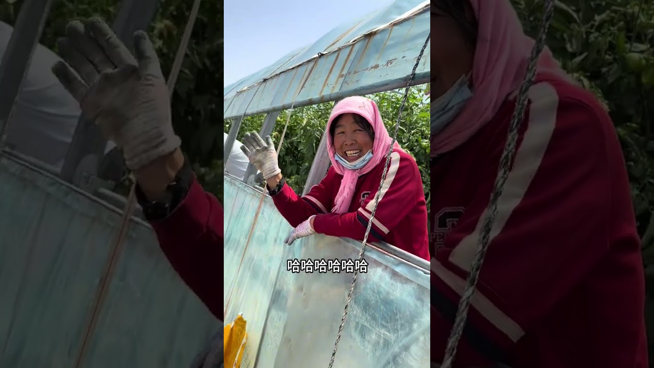 玉米秆托起饱满的金穗，收割机驶过田垄，连风里都裹着秋收的甜，从青纱帐到金黄仓，每一根玉米都藏着耕耘的故事，也装着秋收的满足#秋收的喜悦 #收玉米了