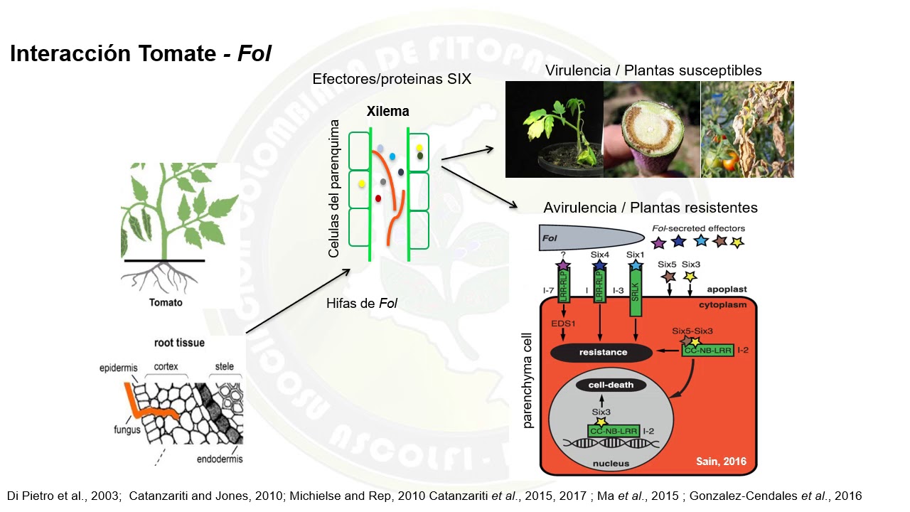 Fusarium oxysporum - PhD Jaime Simbaqueba