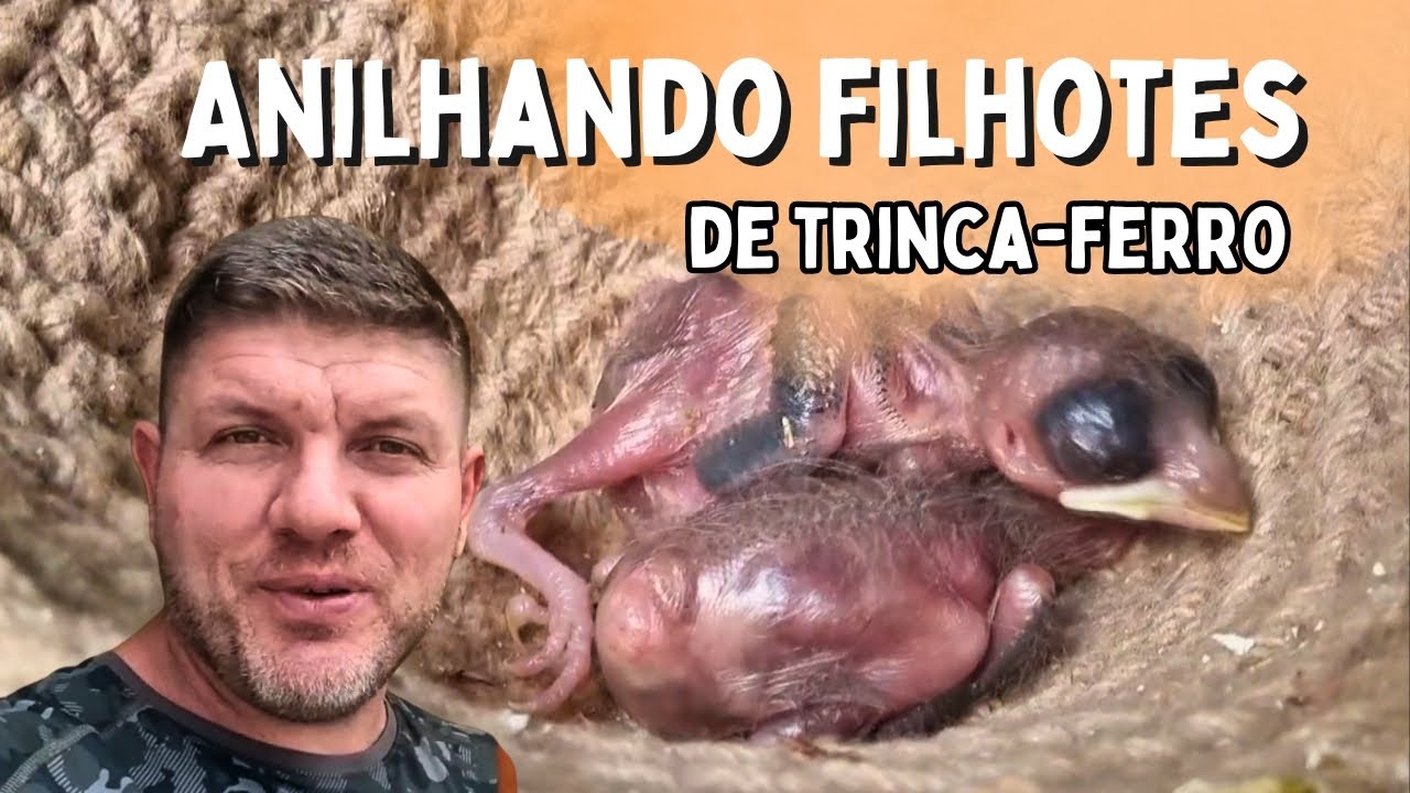 Anilhando Filhotes de Trinca-Ferro: Dicas de manejo para Passar a Anilha Sem Erro!