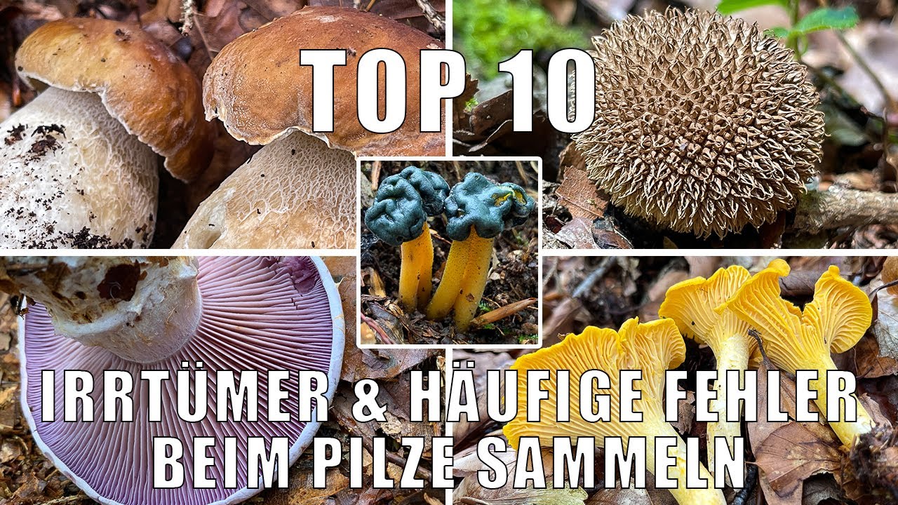 Fehler & Irrtümer beim Pilze suchen, Pilze finden, Pilze sammeln und Pilze zubereiten | Pilzwissen