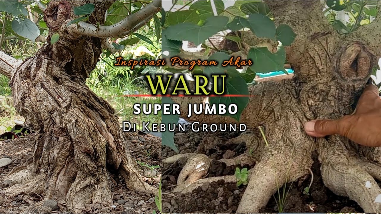Кандидатская программа Rows of Waru Bonsai Naked Root